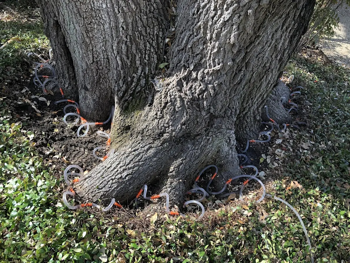 Detailed Tree Cabling and Bracing job site in Hunlock Creek
